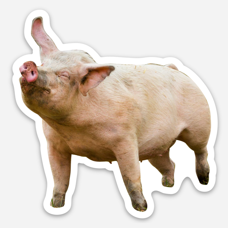 Penny Pig Sticker